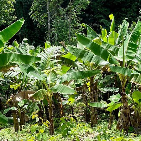 Eden Jungle Lodge ボカス・タウン エクステリア 写真