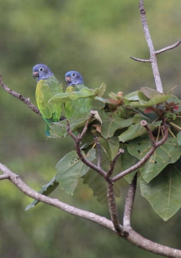 Eden Jungle Lodge ボカス・タウン エクステリア 写真