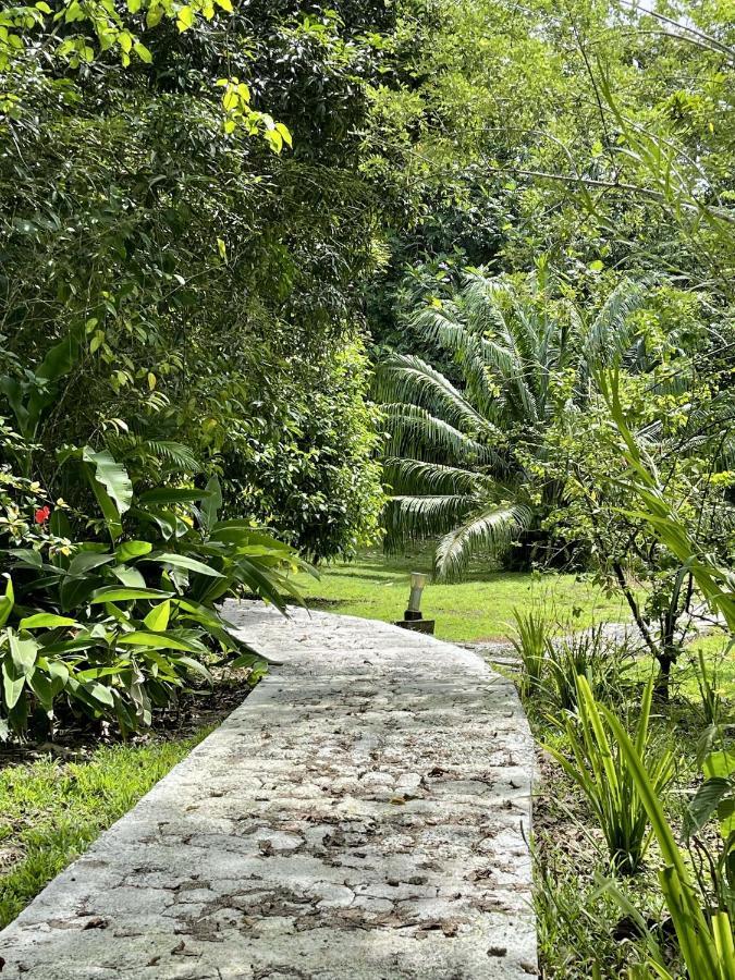 Eden Jungle Lodge ボカス・タウン エクステリア 写真
