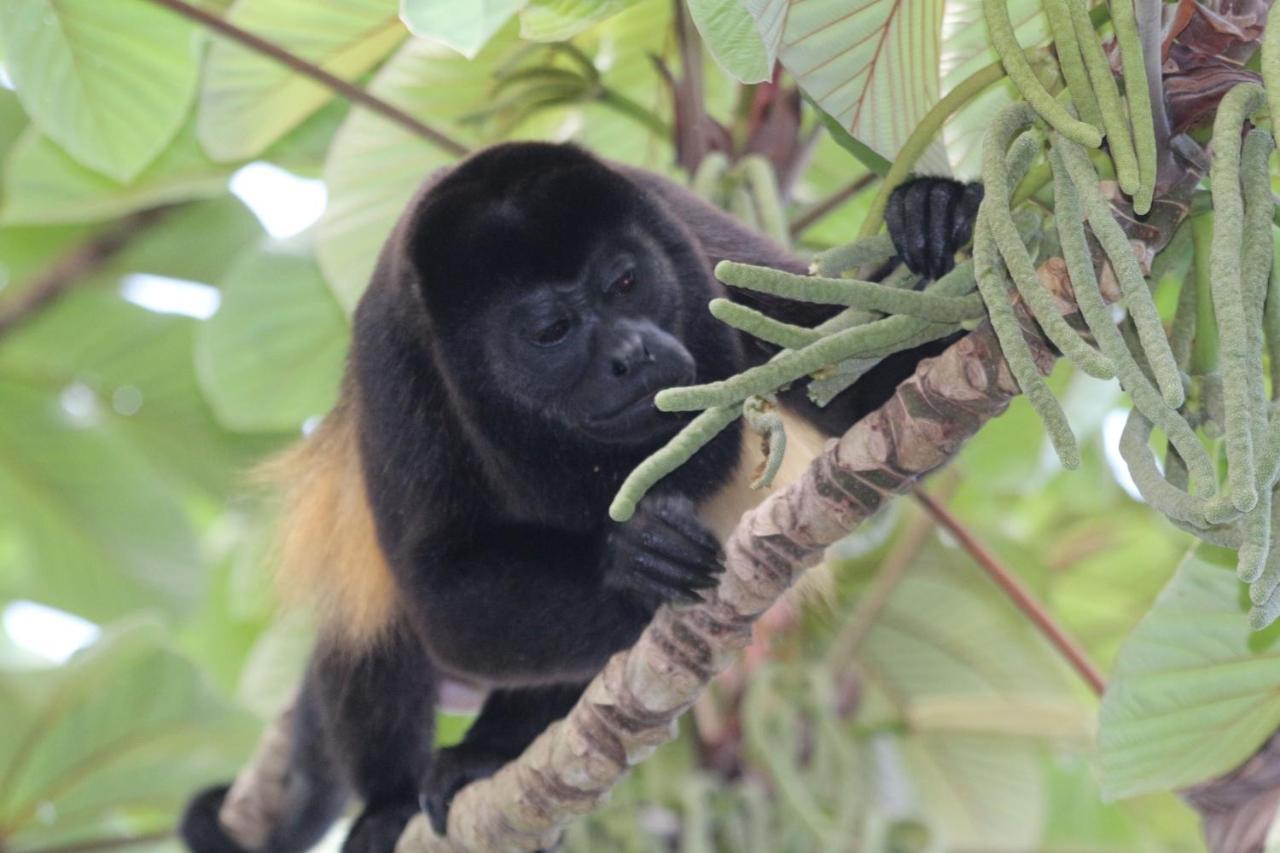 Eden Jungle Lodge ボカス・タウン エクステリア 写真