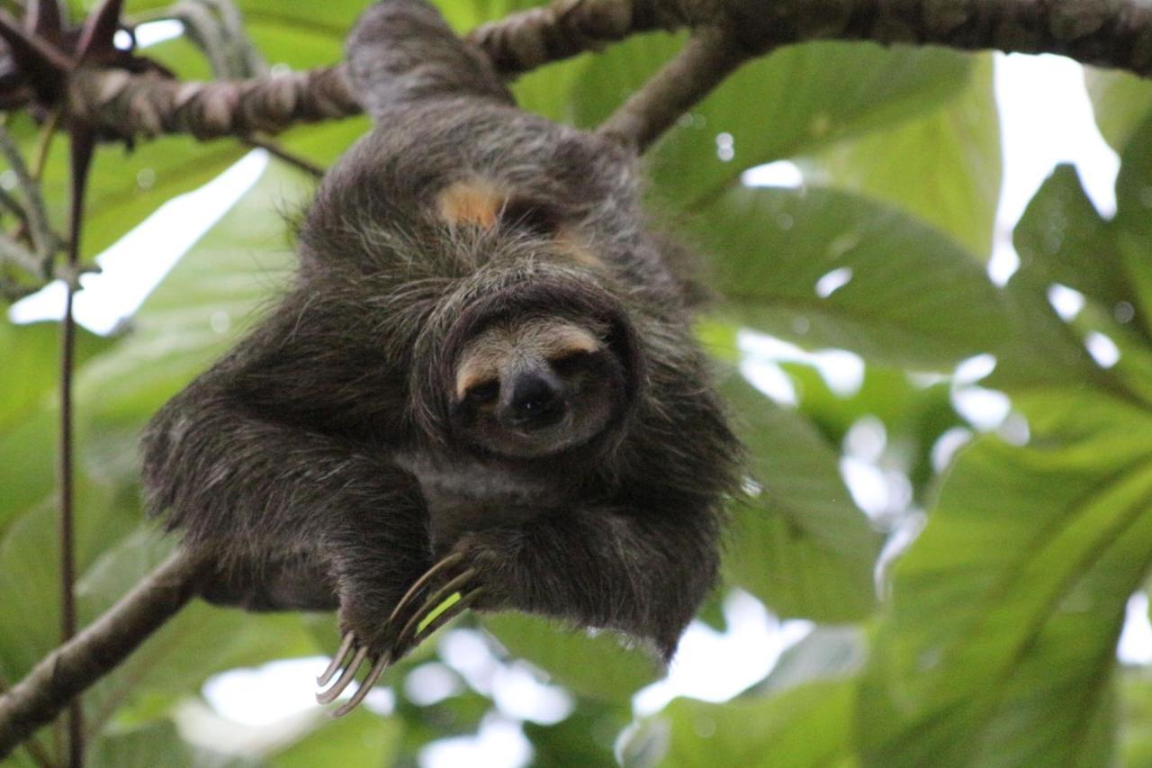 Eden Jungle Lodge ボカス・タウン エクステリア 写真
