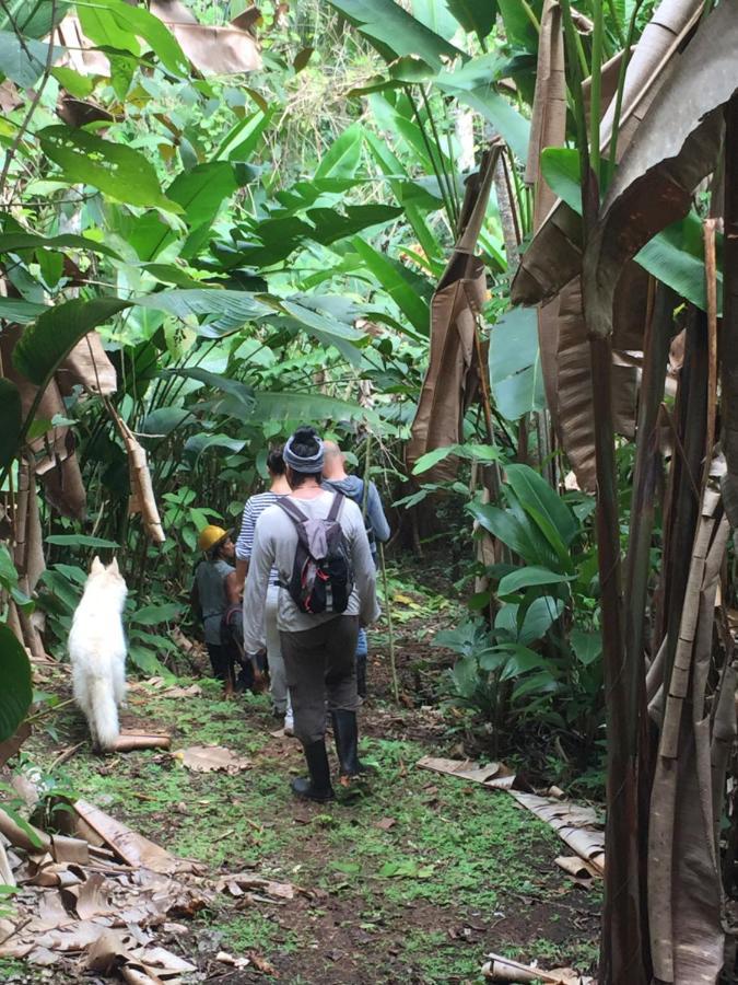 Eden Jungle Lodge ボカス・タウン エクステリア 写真