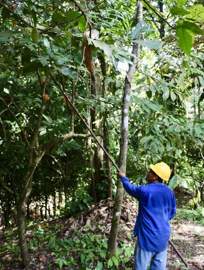 Eden Jungle Lodge ボカス・タウン エクステリア 写真