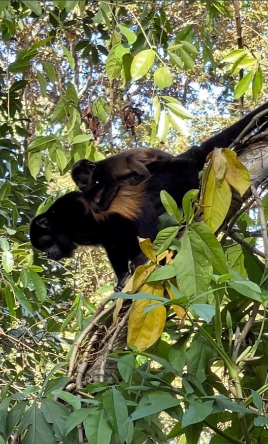 Eden Jungle Lodge ボカス・タウン エクステリア 写真