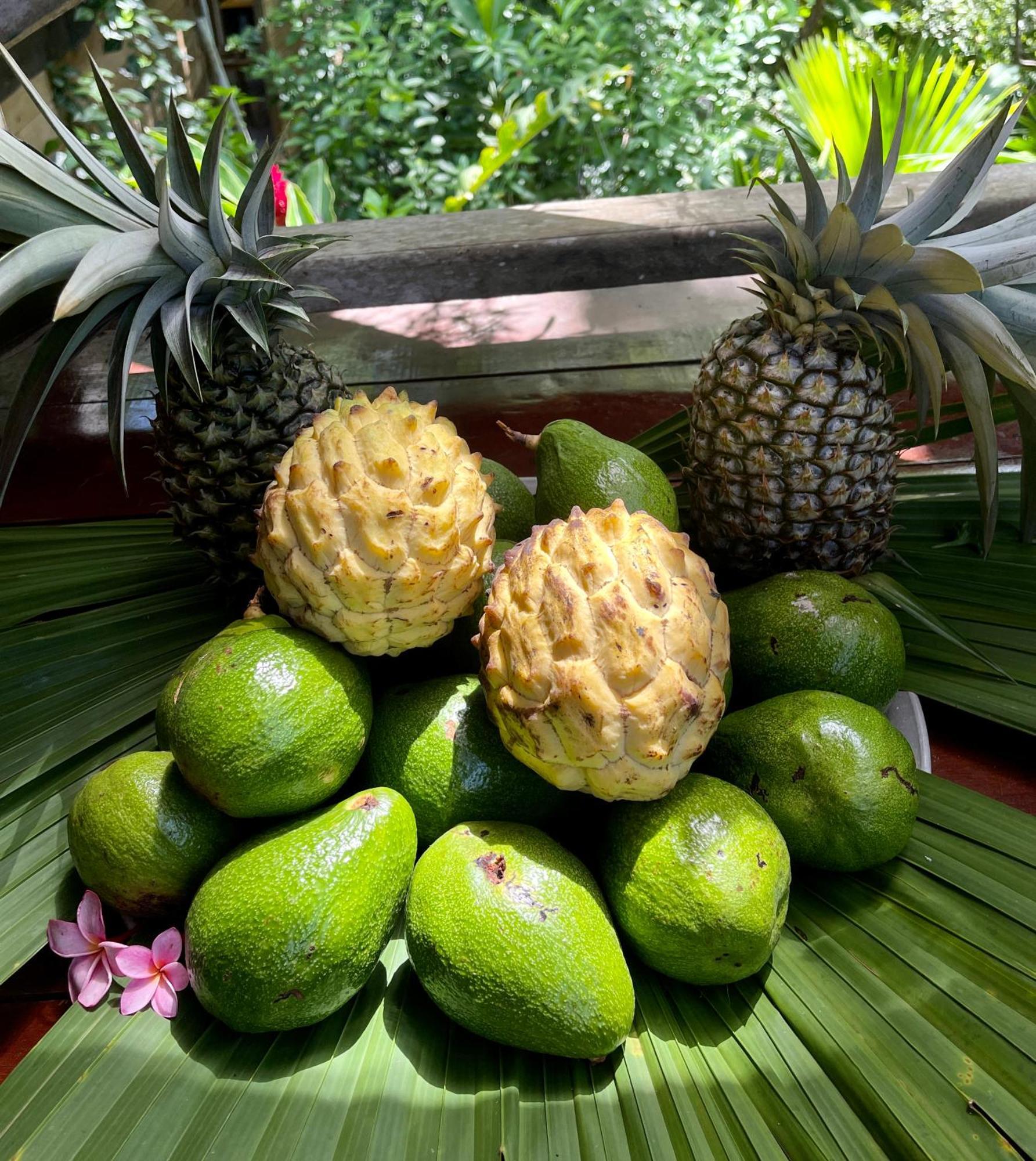 Eden Jungle Lodge ボカス・タウン エクステリア 写真