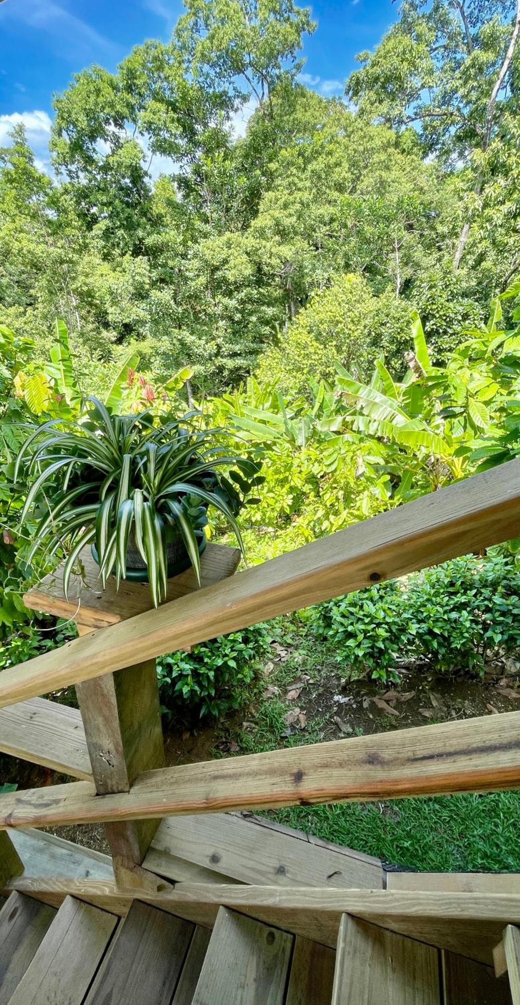 Eden Jungle Lodge ボカス・タウン エクステリア 写真