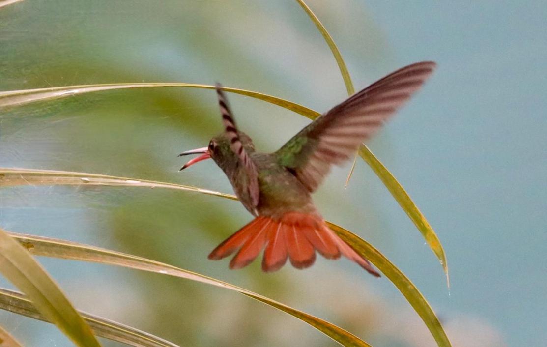 Eden Jungle Lodge ボカス・タウン エクステリア 写真