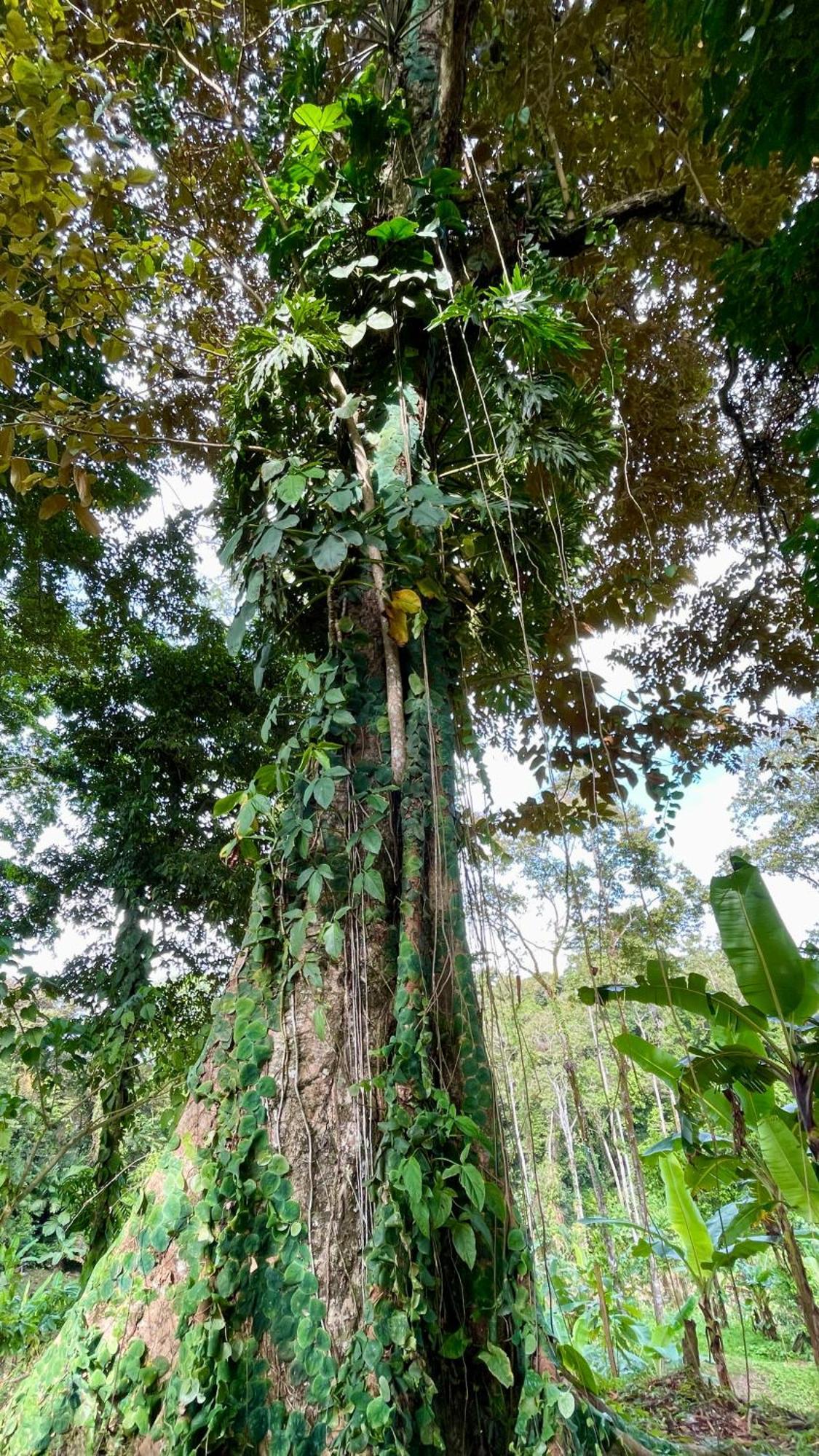 Eden Jungle Lodge ボカス・タウン エクステリア 写真